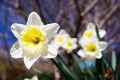 Spring at Chanticeleer Garden and Rosengarten estate. Wayne, PA