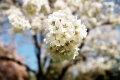 Cherry blossom at Chanticeleer Garden and Rosengarten estate. Wayne, PA