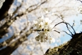 Cherry blossom at Chanticeleer Garden and Rosengarten estate. Wayne, PA