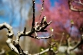 Even predator trees love spring. Cherry blossom at Chanticeleer Garden and Rosengarten estate. Wayne, PA
