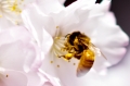 Cherry blossom and honey bees at Chanticeleer Garden and Rosengarten estate. Wayne, PA