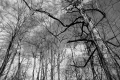 Predator Trees Are Everywhere. E. Branch Brandywine Trail(RT 322). Downingtown, PA