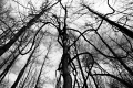 Predator Trees Are Everywhere. E. Branch Brandywine Trail(RT 322). Downingtown, PA