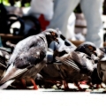 A congregation of pigeons I:
