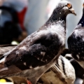 A congregation of pigeons II: