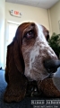 For some reason, it looks like all Basset Hounds look bored but they are not...I think!