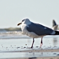 A seagull in a moment of contemplation. Corsons Inlet State Park. Ocean City, NJ