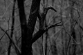 Predator Trees Are Everywhere...EVERYWHERE... Seen at Jones Run trail in Shenandoah National Park. Grottoes, VA