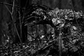 Predator Trees Are Everywhere...EVERYWHERE... Seen at Jones Run trail in Shenandoah National Park. Grottoes, VA