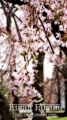Spring on Chestnut street around CarpentersÂ’ Hall, Philadelphia