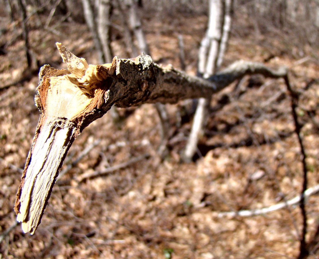 A tree branch seen along Ken Weber's 28 hike trails. Buck Hill Management Area. Burrillville, Rhode Island